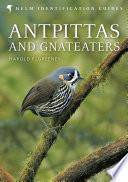 Antpittas and Gnateaters