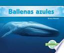 Ballenas azules (Blue Whales )