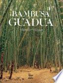 Bambusa guadua