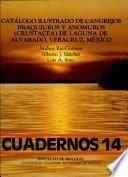 Catálogo ilustrado de cangrejos braquiuros y anomuros (Crustacea) de Laguna de Alvarado, Veracruz, México