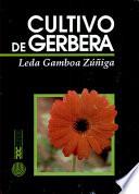 Cultivo de Gerbera