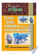 El picudo del maíz Ceatrinaspis sp. (Coleoptera: Curculionidae) en el departamento de Córdoba