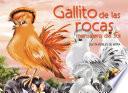 Gallito de las rocas