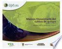 Manejo fitosanitario del cultivo de gulupa (Passiflora edulis Sims.): Medidas para la temporada invernal