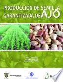 Producción de semilla garantizada de ajo