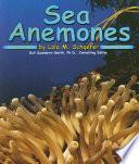 Sea Anemones