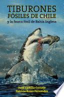 Tiburones fósiles de Chile y la fauna fósil de Bahía Inglesa