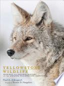 Yellowstone Wildlife